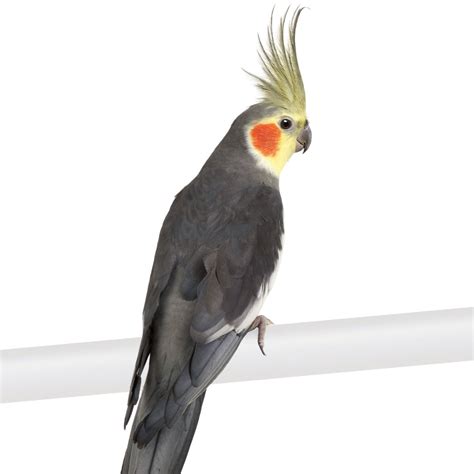 While youre there, stock up on all the essentials to properly care for your new friend. . Cockatiels birds for sale